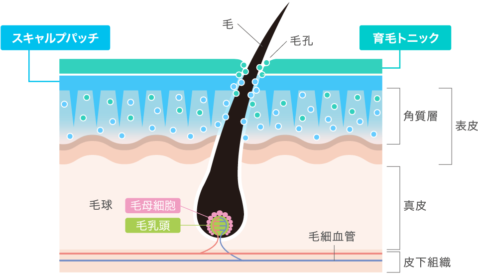 ファーサの浸透メカニズム