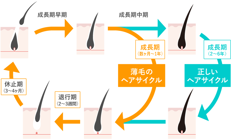 正しいヘアサイクルと薄毛のヘアサイクル